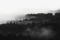 Misty winter woods, border background photo image