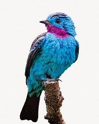 Blue bird animal isolated design