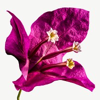 Bougainvillea flower collage element, isolated image psd