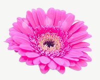Pink daisy collage element, isolated image psd