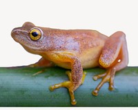 Frog collage element, animal isolated image