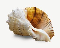 Conch seashell collage element psd