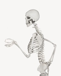 Human skeleton isolated design 