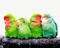 Colorful parrots collage element psd