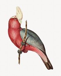 Rose-breasted Cockatoo bird, vintage animal illustration