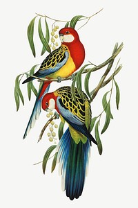 Rose-hill parakeet bird, vintage animal collage element psd