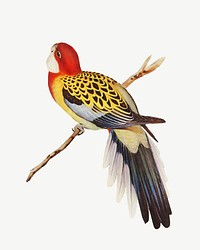 Splendid parakeet bird, vintage animal collage element psd