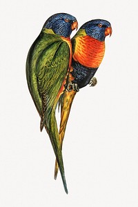 Swainson's lorikeet vintage bird collage element psd