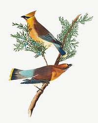 Cedar bird, vintage animal collage element psd