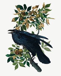 Raven bird, vintage animal collage element psd