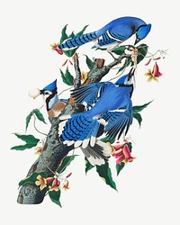 Blue jay bird, vintage animal collage element psd