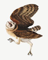 Barn owl bird, vintage animal collage element psd