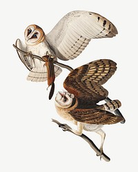 Barn owl bird, vintage animal collage element psd