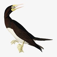 Booby gannet bird, vintage animal illustration