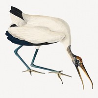Wood ibis bird, vintage animal collage element psd