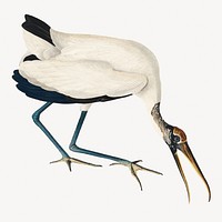 Wood ibis bird, vintage animal illustration