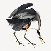 Great blue heron bird, vintage animal collage element psd