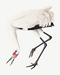 Whooping crane bird, vintage animal collage element psd