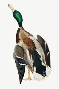 Mallard duck bird, vintage animal collage element psd