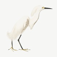 Snowy heron bird, vintage animal collage element psd