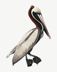 Brown pelican bird, vintage animal collage element psd