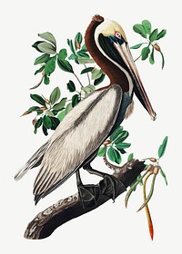 Brown pelican bird, vintage animal collage element psd