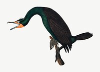 Florida cormorant bird, vintage animal collage element psd