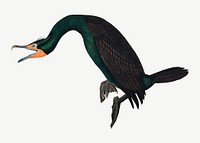 Florida cormorant bird, vintage animal collage element psd
