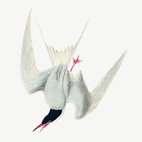 Great tern bird, vintage animal collage element psd