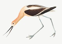 American avocet bird, vintage animal collage element psd