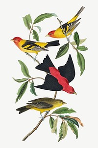 Louisiana and Scarlet Tanager bird, vintage animal collage element psd