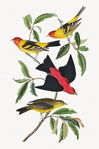 Louisiana and Scarlet Tanager bird, vintage animal illustration