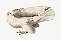 Iceland falcon bird, vintage animal collage element psd
