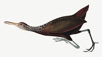 Scolopaceus courlan bird, vintage animal collage element psd
