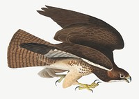 Common buzzard bird, vintage animal collage element psd