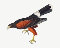 Louisiana hawk bird, vintage animal collage element psd