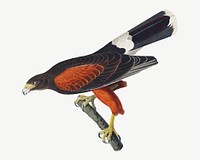 Louisiana hawk bird, vintage animal collage element psd