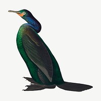 Violet-green cormorant bird, vintage animal collage element psd