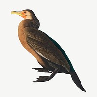 Townsend's cormorant bird, vintage animal collage element psd