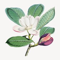 Talauma Hodgsoni, vintage Himalayan plants illustration.  Remixed by rawpixel.