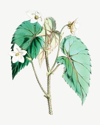 Begonia Cathcartii flower psd, vintage Himalayan plants collage element. Remixed by rawpixel.