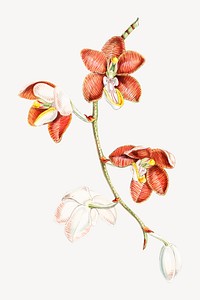 Vanda Cathcarti, Lindley flower, vintage Himalayan plants illustration.  Remixed by rawpixel.