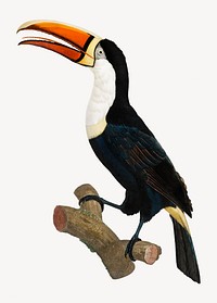 Yellow necklace toucan bird, vintage animal illustration