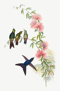 Small-billed Thornbill bird, vintage animal collage element psd