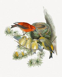 Common Crossbill bird, vintage animal collage element psd