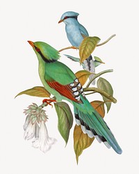 Green Cissa Venatoria bird, vintage animal illustration