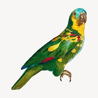 Turquoise-fronted Amazon parrot bird, vintage animal illustration