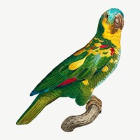 Turquoise-fronted Amazon parrot bird, vintage animal collage element psd