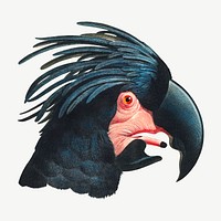 Great Black Cockatoo bird, vintage animal collage element psd
