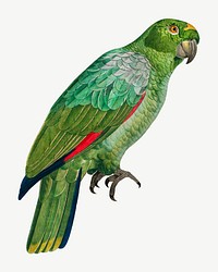 Southern Mealy Amazon parrot bird, vintage animal collage element psd